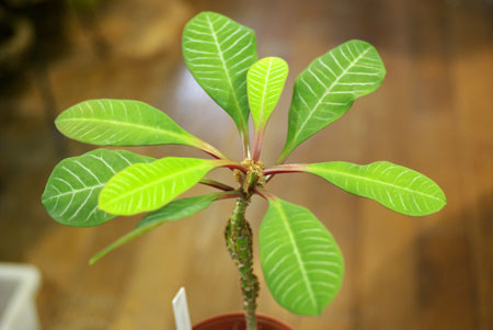 Euphorbia leuconeura