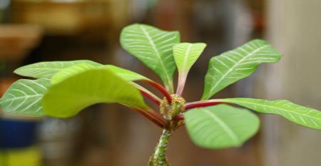 Euphorbia leuconeura